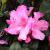 Rhododendron - PJM Olga

Light: Sun/Part Shade
Zone: 4
Size: 5'X5'
Bloom Time: April
Color: Pink
Soil: Well-Drained, Moist, Acid