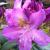 Rhododendron - Purpureum Elegans

Light: Sun/Part Shade
Zone: 4
Size: 10'X8'
Bloom Time: May
Color: Violet
Soil: Well-Drained, Moist, Acid