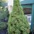 Spruce - Dwarf Alberta

Light: Sun
Zone: 2
Size: 8'X5'
Soil: Moist