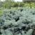 Spruce - Dwarf Globe Blue Spruce

Light: Sun
Zone: 2
Size: 4'X5'
Soil: Well-Drained, Moist, Acid