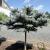 Spruce - Dwarf Globe Blue Spruce Treeform

Light: Sun
Zone: 2
Size: Topiary
Soil: Well-Drained, Moist, Acid