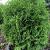 Arborvitae - Hetz Midget

Light: Sun
Zone: 2
Size: 2'X2'
Soil: Well-Drained, Moist, Lime Tolerant