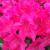 Rhododendron - Nova Zembla

Light: Sun/Part Shade
Zone: 5
Size: 10'X8'
Bloom Time: May
Color: Red
Soil: Well-Drained, Moist, Acid
