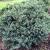 Spruce - Blue Birds Nest

Light: Sun/Part Shade
Zone: 3
Size: 1.5'X3-4'
Soil: Well-Drained, Moist