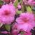 Azalea - Rosebud

Light: Sun/Part Shade
Zone: 5
Size: 4'X6'
Bloom Time: May
Color: Rose Pink
Soil: Well-Drained, Moist, Acid