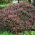 Barberry - Japanese Crimson Pygmy 

Light: Sun 
Zone: 4
Size: 2’ X 3’
Bloom Time: May
Color: Yellow, Insignificant 
Soil: Well-Drained, Dry, Drought Tolerant
