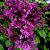 Liliac - Bloomerang Dark Purple

Light: Sun
Zone: 3
Size: 5-7'
Bloom Time: May-June, Sept-Oct
Color: Deep Purple
Soil: Well-Drained
