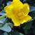 St. John's Wort - Hidcote

Light: Sun
Zone: 4
Size: 3' X 4'
Bloom Time: July
Color:  Yellow
Soil: Well-Drained, Dry
