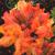 Azalea - Gibraltar

Light: Sun/Part Shade 
Zone: 5
Size: 4-8’
Bloom Time: May
Color: Bright orange
Soil: Well-Drained, Moist, Acid
