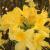 Azalea-Weston's Lemon Drop

Light: Sun/Part Shade 
Zone: 4
Size: 6’
Bloom Time: May
Color: Pale Lemon Yellow
Soil: Well-Drained, Moist, Acid
