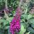 Butterfly Bush - Cranrazz

Light: Sun/Part Shade
Zone: 4
Size: 5-6’ X 5-6’
Bloom Time: June-October
Color: Deep Magenta 
Soil: Well-Drained
