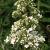 Butterfly Bush - White Profusion

Light: Sun/Part Shade
Zone: 5
Size: 8-10'
Bloom Time: June-October
Color: White
Soil: Well-Drained
