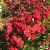 Crape Myrtle - Red Rocket

Light: Sun
Zone: 6
Size: 6-10’
Bloom Time: July-September
Color: Red 
Soil: Well-Drained, Moist

