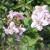Deutzia - Rosealind

Light: Sun
Zone: 5
Size: 4’
Bloom Time: May-June
Color: Pink
Soil: Well-Drained, Fertile
