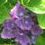 Hydrangea - Citiline Rio

Light: Sun/Part Shade
Zone: 6
Size: 4’X4’
Bloom Time: July-September
Color: Blue, Pink, Purple
Soil: Well-Drained, Moist, Humus Rich
