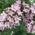 Lilac - Scent and Sensibility

Light: Sun
Zone: 3
Size: 4’X4-6’
Bloom Time: May-June, Sept-Oct
Color: Pink
Soil: Well-Drained
