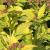 Spirea - Goldmound

Light: Sun
Zone: 4
Size: 3'X4'
Bloom Time: June/August
Color: Pink
Soil: Well-Drained, Tolerant

