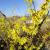 Witchhazel - Ozark

Light: Sun
Zone: 4
Size: 10' X 15'
Bloom Time: January/April
Color: Yellow
Soil: Moist
