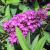 Butterfly Bush - Flutterfly Petite Tutti Fruitti

Light: Sun/Part Shade
Zone: 5
Size: 24-36"
Bloom Time: June-October
Color: Magenta Pink
Soil: Well-Drained
