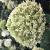 Hydrangea - Lime Rickey

Light: Sun/Part Shade
Zone: 3
Size: 4’X4’
Bloom Time: July-October
Color: Jade Green
Soil: Well-Drained, Moist, Humus Rich
