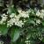 Pyracantha-Mohave

Light: Sun
Zone: 6
Size: 8'X8'
Bloom Time: June 
Color: White
Soil: Well-Drained
