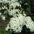 Spirea - Snowmound

Light: Sun
Zone: 5
Size: 4' X 6'
Bloom Time: April/May
Color: White
Soil: Well-Drained
