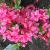Weigela- Sonic Bloom Pink

Light: Sun
Zone: 4
Size: 4-6'
Bloom Time: May-September
Color: Reblooming Pink
Soil: Well-Drained
