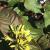Diervilla - Bush Honeysuckle-Kodiak Black 

Light: Sun/Shade
Zone: 4
Size:: 3-4'
Bloom Time: May-July
Color: Yellow
Soil: Average to Dry 