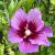 Rose of Sharon-Purple Pillar

Light: Sun 
Zone: 5
Size: 16' x 3'
Bloom Time: Aug/Sept
Color: Purple with Red eye 
Soil: Well-Drained, Moist