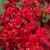 Azalea - (Dec) Arneson Flame 

Light: Sun/Part Shade
Zone: 5
Size: 3-4'
Bloom Time: May
Color: Bright Red
Soil: Well-Drained, Moist, Acid


