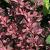 Barberry - Rose Glow 

Light: Sun
Zone: 4
Size:  5' X4'
Soil: Well-Drained, Drought Tolerant 
