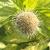 Buttonbush - Sugar Shack

Light: Sun/Part Shade
Zone: 4
Size:  3-4'
Bloom Time: July/Aug
Color:White
Soil: Well-Drained, Moist
