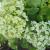 Hydrangea - Annabelle 

Light: Sun/Part Shade
Zone: 4
Size: 4'
Bloom Time: June-August
Color: White
Soil: Well-Drained, Moist, Humus

