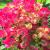 Hydrangea - Citiline Paris 

Light: Sun/Part Shade
Zone: 5
Size: 3'
Bloom Time: July-September
Color: Deep Magenta Pink
Soil: Well-Drained, Moist, Humus
