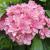 Hydrangea - Expression 

Light: Sun/Part Shade
Zone: 5
Size: 3-4'
Bloom Time: June-September 
Color: Pink or Blue 
Soil: Well-Drained, Drought Tolerant 
