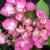 Hydrangea - Firefly

Light: Sun/Part Shade
Zone: 5
Size: 3-4'
Bloom Time: June-August
Color: Magenta Pink
Soil: Well-Drained, Moist, Humus Rich
