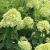 Hydrangea - Little Lime 

Light: Sun/Part Shade
Zone: 3
Size: 3-5'
Bloom Time: July-October 
Color: Lime Green to Pink 
Soil: Well-Drained, Drought Tolerant 
