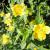 Kerria - Japanese Golden Guinea 

Light: Sun/Part Shade
Zone: 5
Size: 4'
Bloom Time: April/May
Color: Yellow
Soil: Well-Drained 
