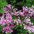 Lilac - Bloomerang Dwarf Purple

Light: Sun
Zone: 3
Size: 30-36"
Bloom Time: May-June, Sept-Oct
Color: Lavender 
Soil: Well-Drained, Drought Tolerant 
