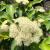 Viburnum - Dwarf Lil'Ditty

Light: Sun/Part Shade
Zone: 3
Size: 2'
Bloom Time: June
Color: Creamy White
Soil: Well-Drained, Moist 
