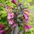 Weigela - Spilled Wine 

Light: Sun
Zone: 4
Size: 18-24" X 24-36"
Bloom Time: May/June
Color: Rose Pink
Soil: Well-Drained
