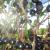 Aronia - Chokeberry Autumn Magic

Light: Sun/Part Shade 
Zone: 3
Size: 5’
Bloom Time: May
Color: White
Soil: Tolerant
