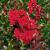 Crape Myrtle - Dynamite 

Light: Sun
Zone: 6
Size: 6-10’
Bloom Time: July-September
Color: Crimson Red 
Soil: Well-Drained, Moist
