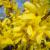 Forsythia - Showoff

Light: Sun/Part Shade
Zone: 4
Size: 5' X 6’
Bloom Time: April
Color: Yellow 
Soil: Variety of Soils
