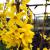 Forsythia - Lynwood Gold

Light: Sun/Part Shade
Zone: 4
Size: 10'X12’
Bloom Time: April
Color: Yellow 
Soil: Variety of Soils
