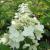 Hydrangea - Fire and Ice

Light: Sun/Part Shade
Zone: 3
Size: 6’X6’
Bloom Time: June-September
Color: White to Dark Magenta
Soil: Well-Drained, Moist, Humus Rich

