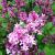 Lilac - Dwarf Korean

Light: Sun
Zone: 3
Size: 6’X6’
Bloom Time: May/June
Color: Violet
Soil: Well-Drained
