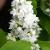 Lilac - French Madame Lemoine

Light: Sun
Zone: 3
Size: 8-15'
Bloom Time: April/May
Color: White
Soil: Well-Drained
