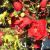 Quince - Flowering Double Take Scarlet Storm

Light: Sun
Zone: 5
Size: 4-5'
Bloom Time: May
Color: Scarlet
Soil: Well-Drained
