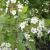 Spirea - Bridal Wreath Renaissance/Vanhouttei

Light: Sun
Zone: 5
Size: 8'X10'
Bloom Time: April/May
Color: White
Soil:Dry
